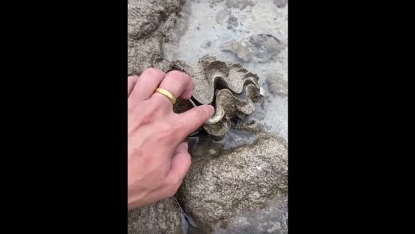 Shell Gives Curious Person a Surprise || ViralHog - Sputnik International