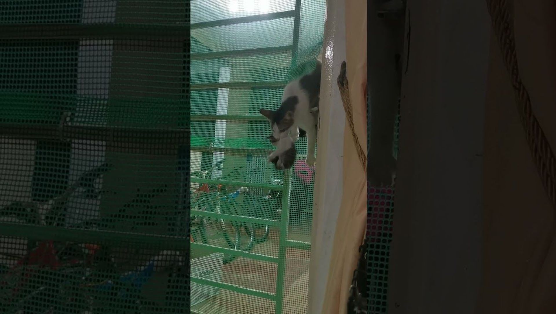 Cat Climbs Through Gate With Her Kittens || ViralHog Cat Climbs Through Gate With Her Kittens || ViralHog - Sputnik International, 1920, 01.06.2021