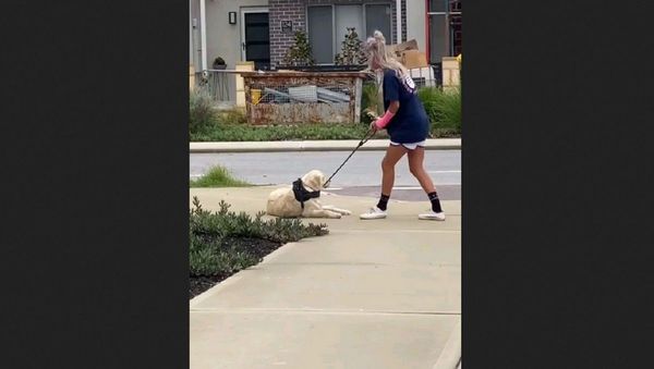 A normal walk with a Golden Retriever - Sputnik International