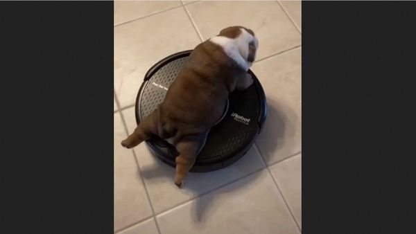 Dog - Sputnik International