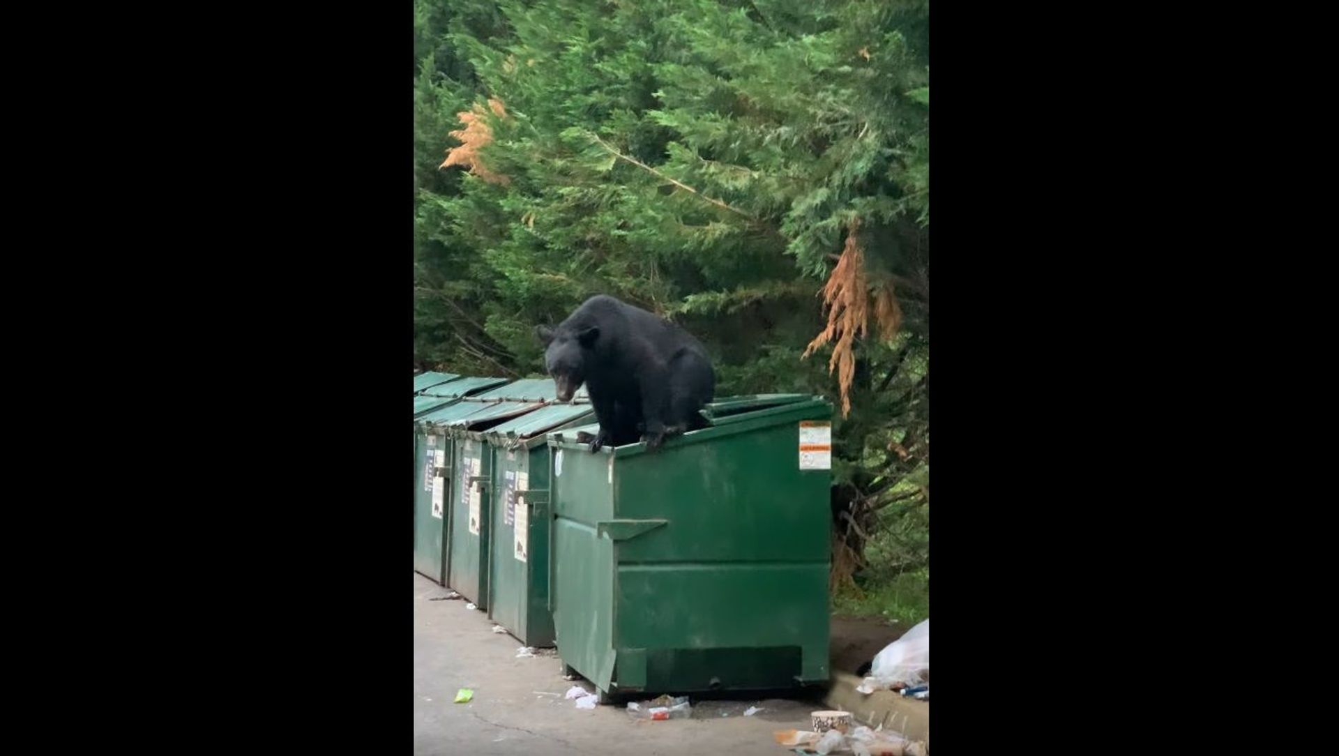 Bear Caught Climbing Out of Dumpster || ViralHog Bear Caught Climbing Out of Dumpster || ViralHog - Sputnik International, 1920, 02.06.2021