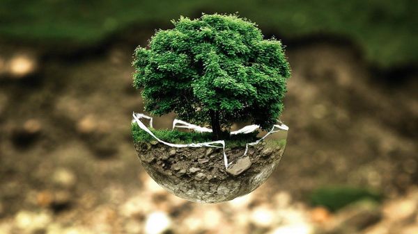 Delhi Gov't to Launch Massive Plantation Drive to Curb Perennial Air Pollution Challenge - Sputnik International
