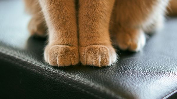 A cat - Sputnik International