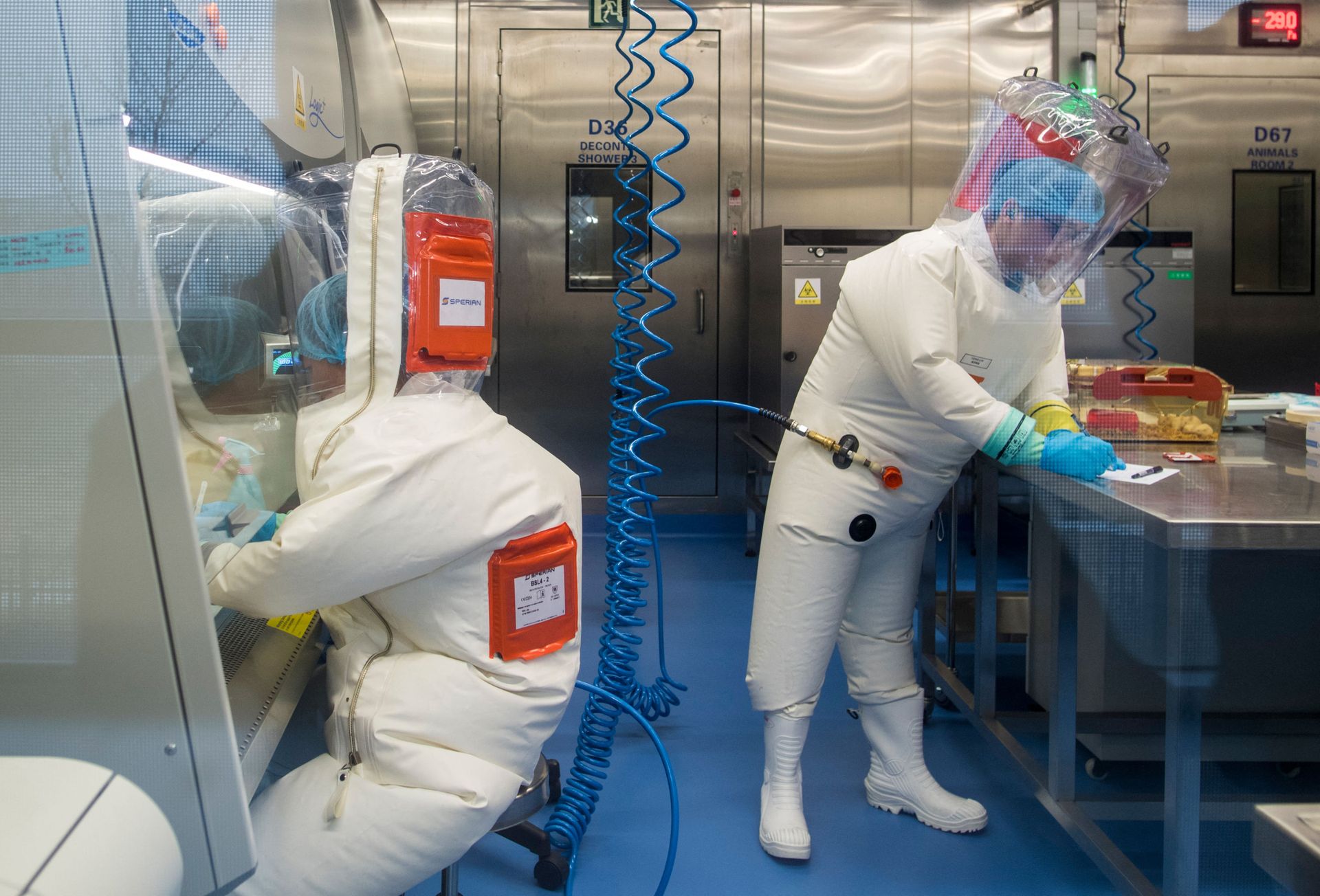 Workers are seen next to a cage with mice (R) inside the P4 laboratory in Wuhan, capital of China's Hubei province, on February 23, 2017 Workers are seen next to a cage with mice (R) inside the P4 laboratory in Wuhan, capital of China's Hubei province, on February 23, 2017 - Sputnik International, 1920, 07.09.2021