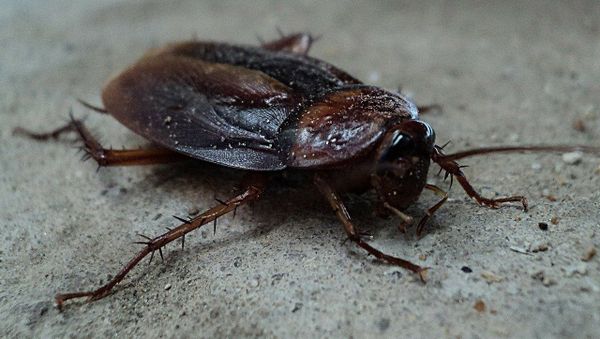 Cockroach - Sputnik International