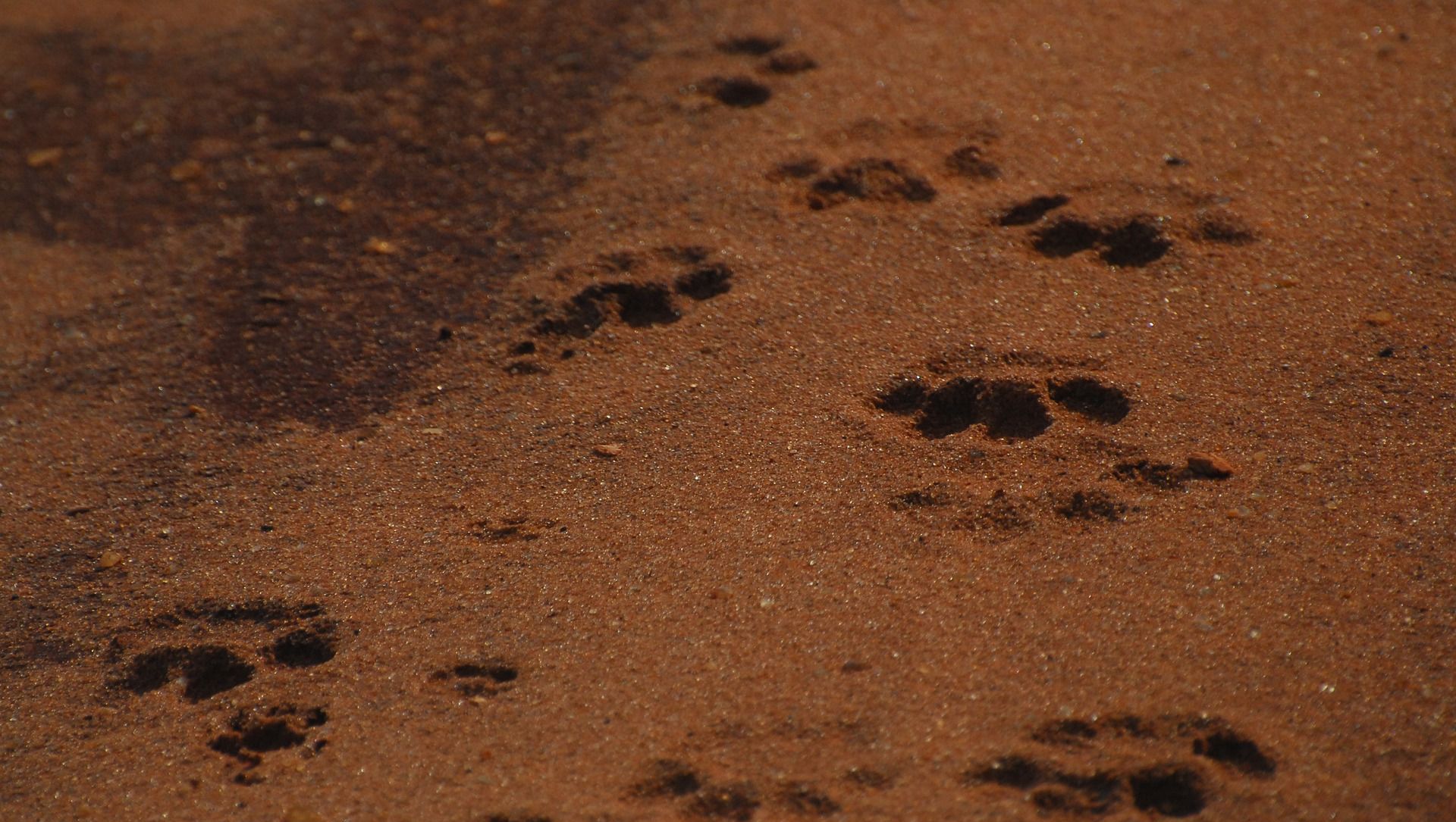 Lion paw print Lion paw print - Sputnik International, 1920, 04.06.2021