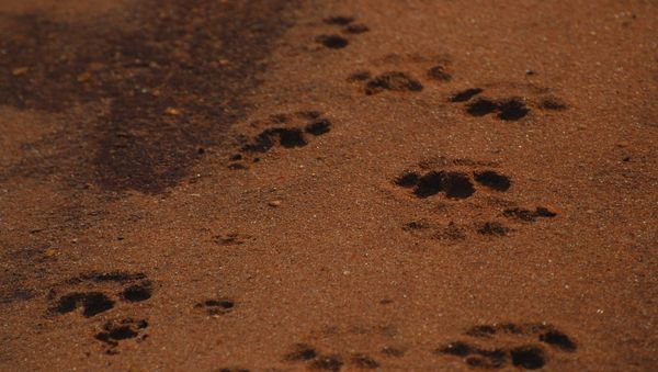 Lion paw print - Sputnik International