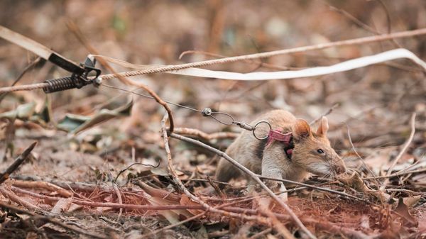 Image provided by APOPO captures Magawa searching for land mines, a job the award-winning African pouch rat has been doing for five years. - Sputnik International