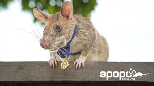 Photo provided by nonprofit APOPO captures Magawa, an African pouch rat, sporting a gold medal he was granted by UK charity People’s Dispensary for Sick Animals, for his efforts in detecting land mines in Cambodia. APOPO has indicated that Magawa has found approximately 71 land mines and 38 unexploded ordnance. - Sputnik International