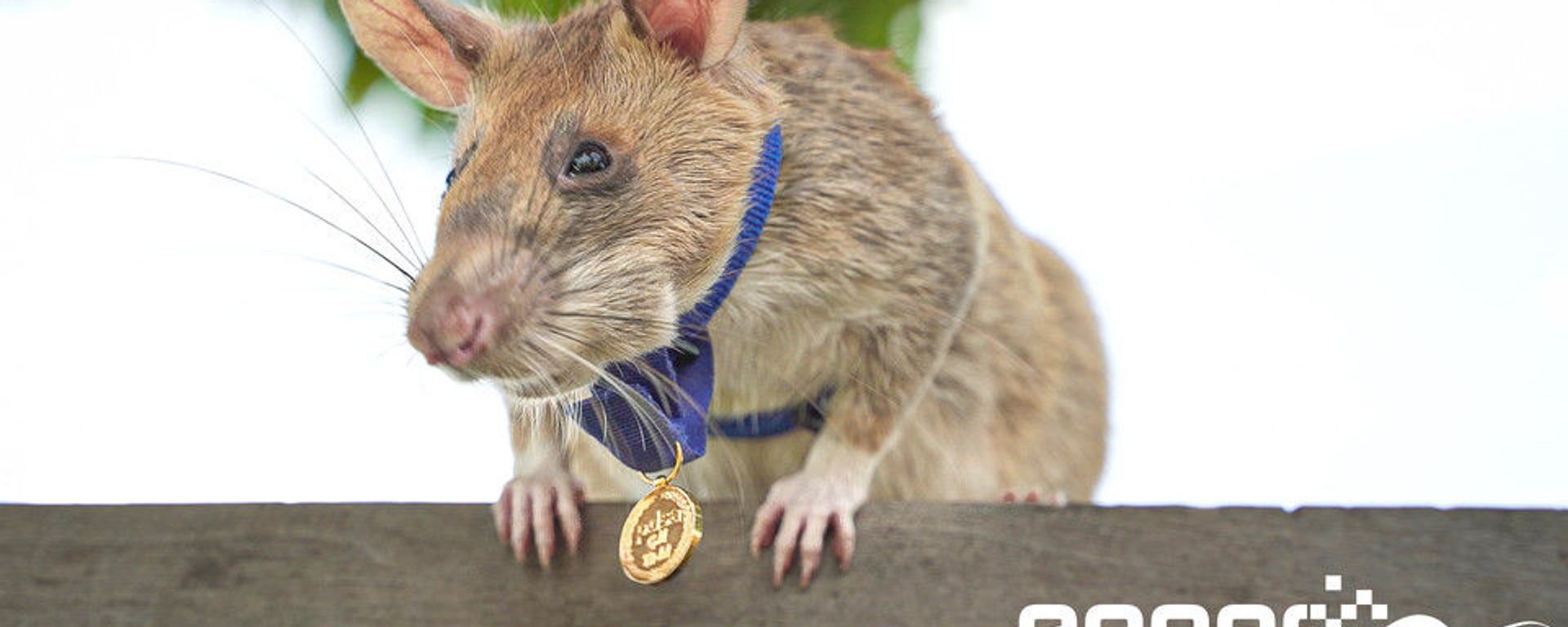 Photo provided by nonprofit APOPO captures Magawa, an African pouch rat, sporting a gold medal he was granted by UK charity People’s Dispensary for Sick Animals, for his efforts in detecting land mines in Cambodia. APOPO has indicated that Magawa has found approximately 71 land mines and 38 unexploded ordnance. - Sputnik International, 1920, 12.01.2022