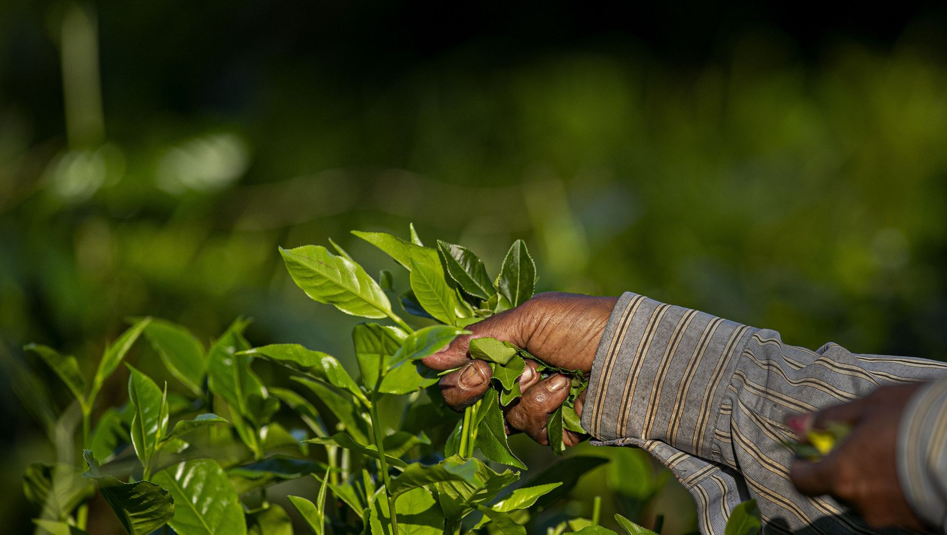 An Indian laborer plucks tea leaves at a tea garden on the outskirts of Gauhati, northeastern Assam state, India, Wednesday, Oct. 28, 2020.  - Sputnik International, 1920, 06.06.2021