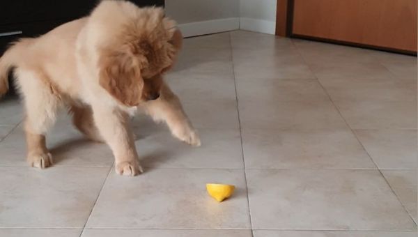 Golden retriever - Sputnik International