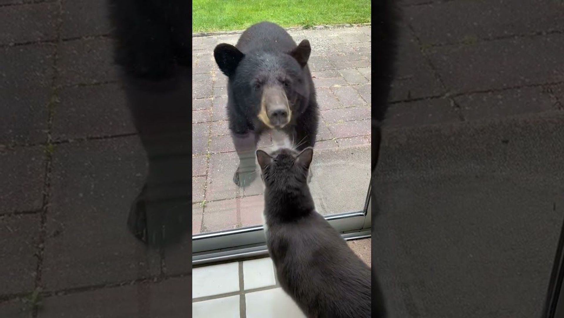 Young Bear Meets Bella the Cat || ViralHog Young Bear Meets Bella the Cat || ViralHog - Sputnik International, 1920, 08.06.2021