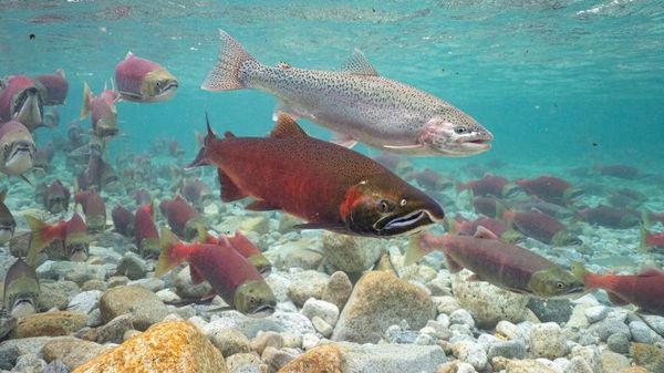 Fish in Alaska's Knutson Bay.  - Sputnik International