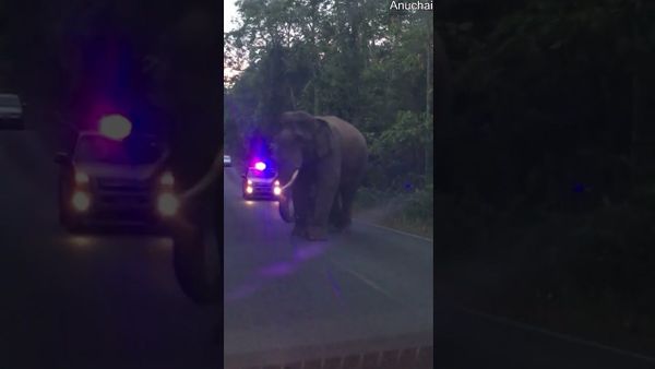 Elephants Teasing Each Other While Walking Down Road || ViralHog - Sputnik International