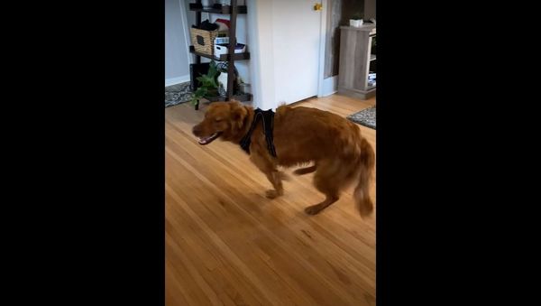 Energetic Golden Spins in Excitement After Walk || ViralHog - Sputnik International