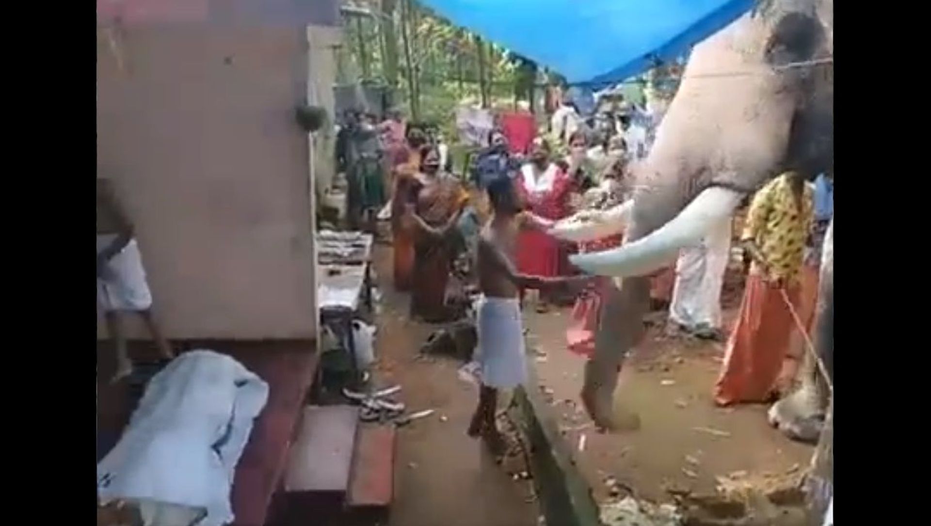 Elephant pays last respect to his mahout. Elephant pays last respect to his mahout. - Sputnik International, 1920, 09.06.2021