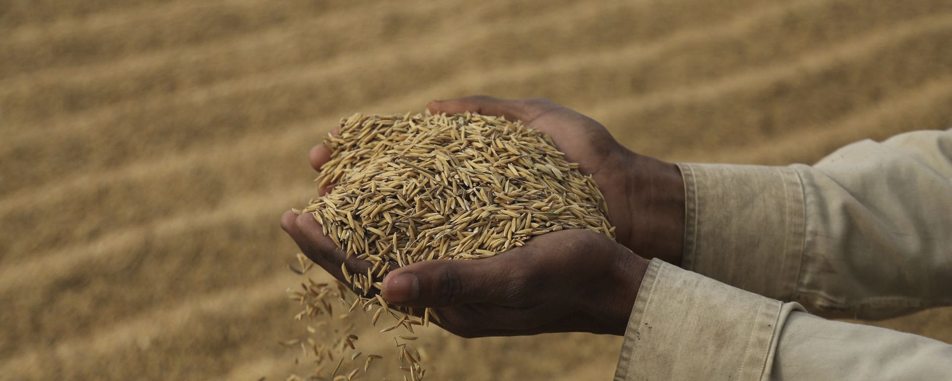 An Indian laborer dries rice crop on the outskirts of Jammu, India, Friday, Dec. 11, 2020 An Indian laborer dries rice crop on the outskirts of Jammu, India, Friday, Dec. 11, 2020 - Sputnik International, 1920, 28.09.2022