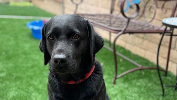 Image provided by the US Capitol Police captures Lila, a two-year-old Labrador retriever, who will serve as the very first full-time emotional support animal. - Sputnik International