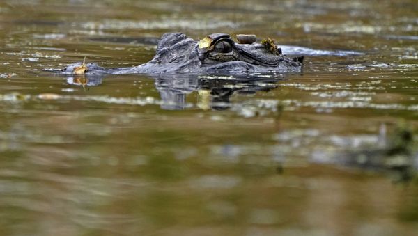 An alligator swims in the Maurepas Swamp, thirty miles outside New Orleans, in Ruddock, La., Saturday, Feb. 27, 2021. - Sputnik International