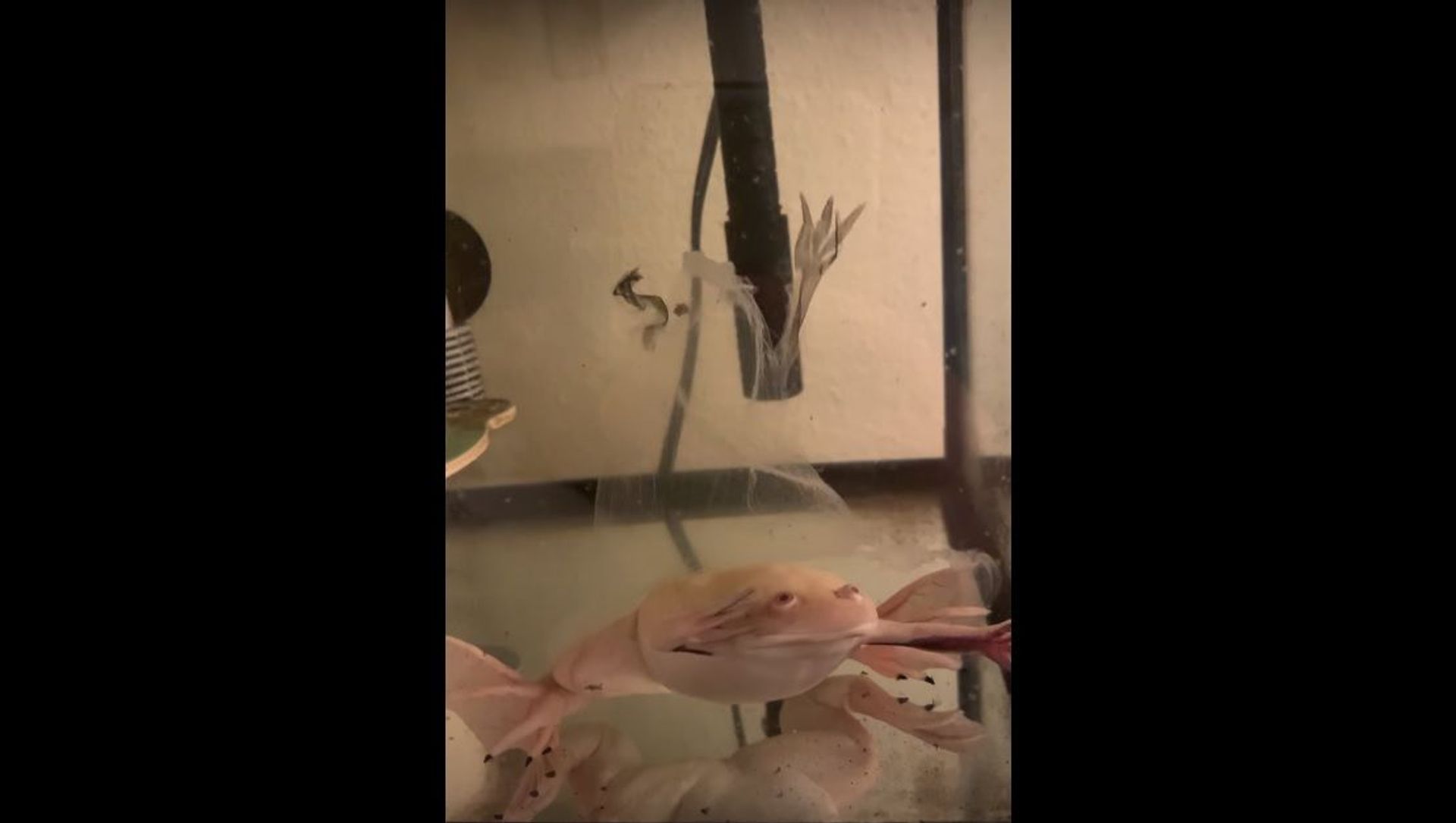 Time to Call Ghost Busters: Discarded Frog's Skin Eerily Oscillates in Water Time to Call Ghost Busters: Discarded Frog's Skin Eerily Oscillates in Water - Sputnik International, 1920, 11.06.2021
