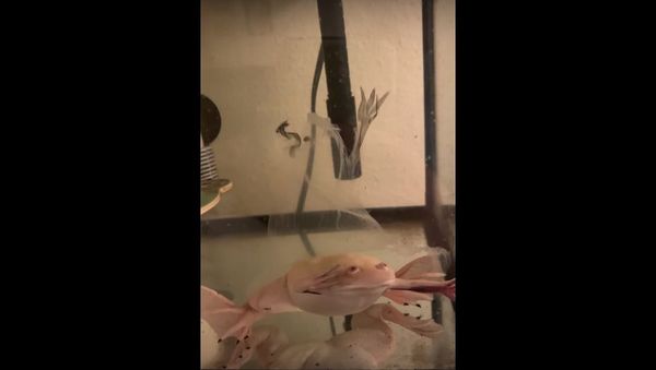 Time to Call Ghost Busters: Discarded Frog's Skin Eerily Oscillates in Water - Sputnik International