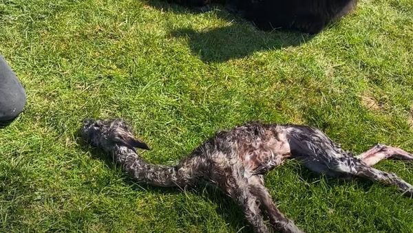 Baby alpaca - Sputnik International