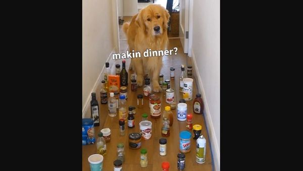 Golden Retriever Labrador - Sputnik International