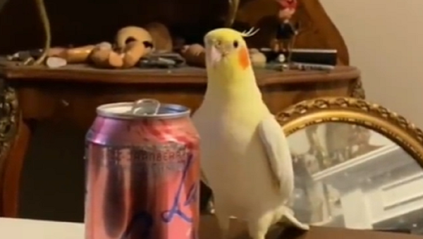 Parrot - Sputnik International