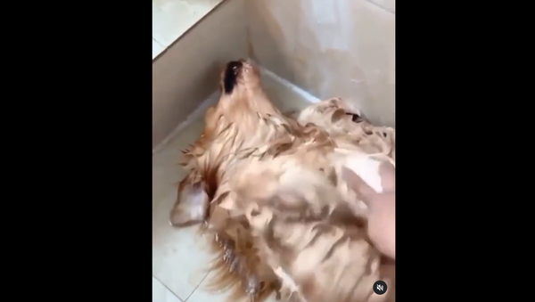 Golden Retriever playing dead - Sputnik International