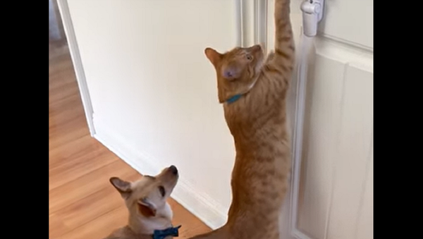 Pawtners in Crime - Sputnik International