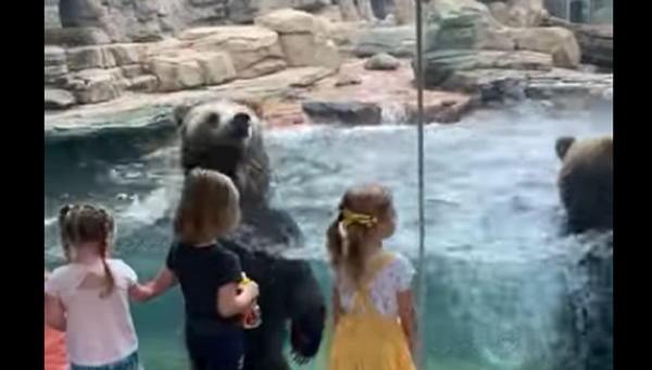 Two bears - Sputnik International