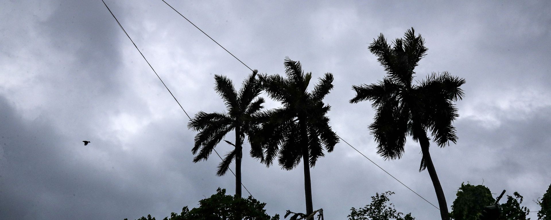 A bird flies past coconut trees under the inclement weather due to Cyclone Yaas in Kolkata, India, A bird flies past coconut trees under the inclement weather due to Cyclone Yaas in Kolkata, India, - Sputnik International, 1920, 16.10.2021