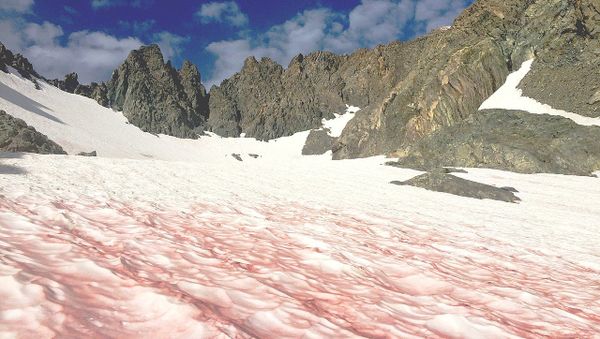 Watermelon snow, also called snow algae, pink snow, red snow, or blood snow - Sputnik International