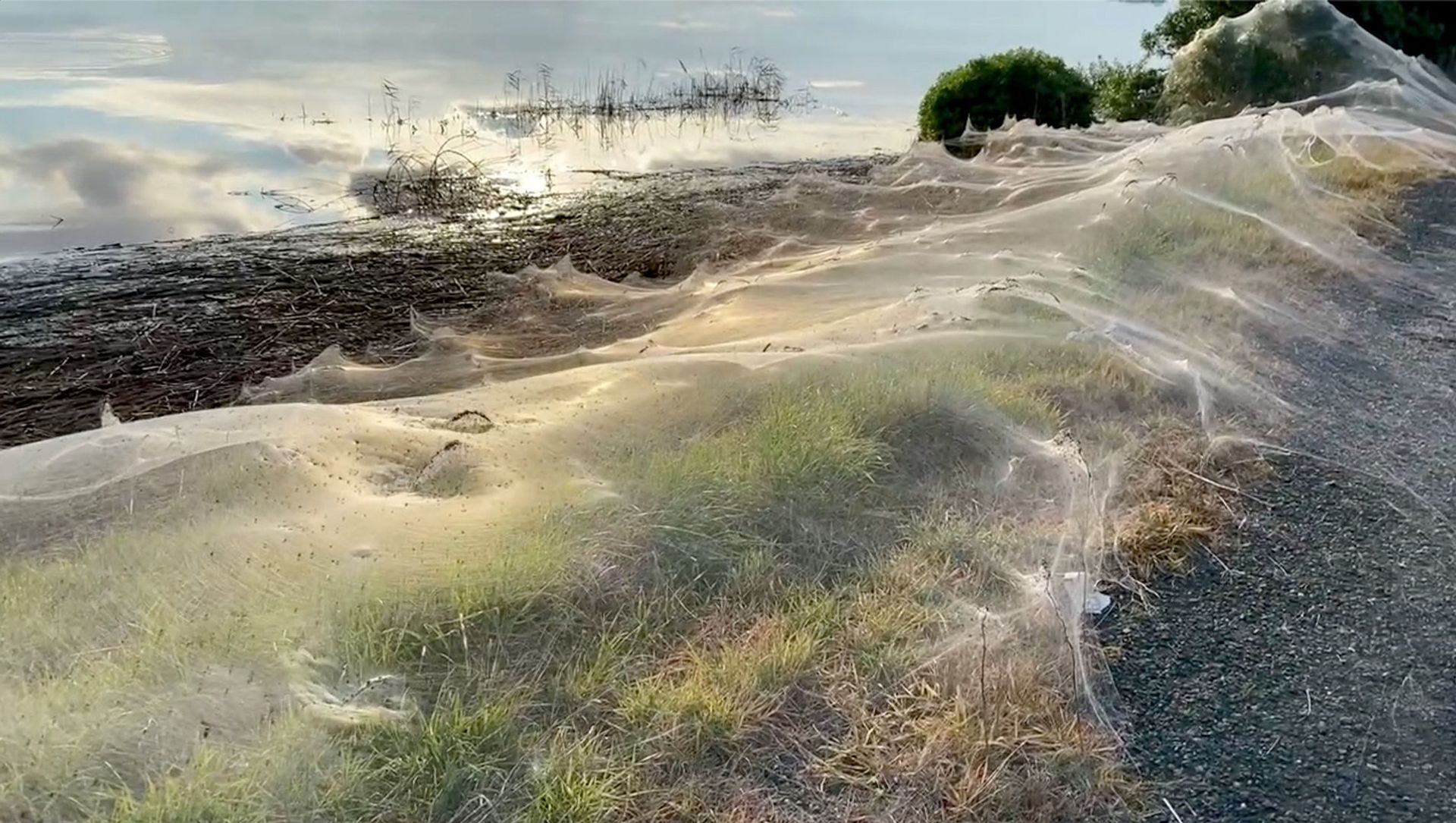 A still image from a social media video shows spiders' gossamer near wetlands in Gippsland, Victoria, Australia June 14, 2021 A still image from a social media video shows spiders' gossamer near wetlands in Gippsland, Victoria, Australia June 14, 2021 - Sputnik International, 1920, 16.06.2021