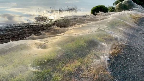 A still image from a social media video shows spiders' gossamer near wetlands in Gippsland, Victoria, Australia June 14, 2021 - Sputnik International