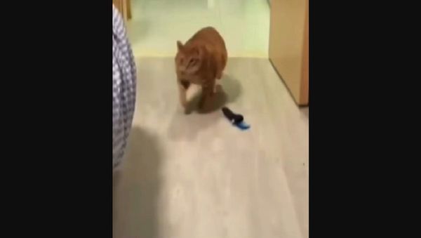 Cat  - Sputnik International
