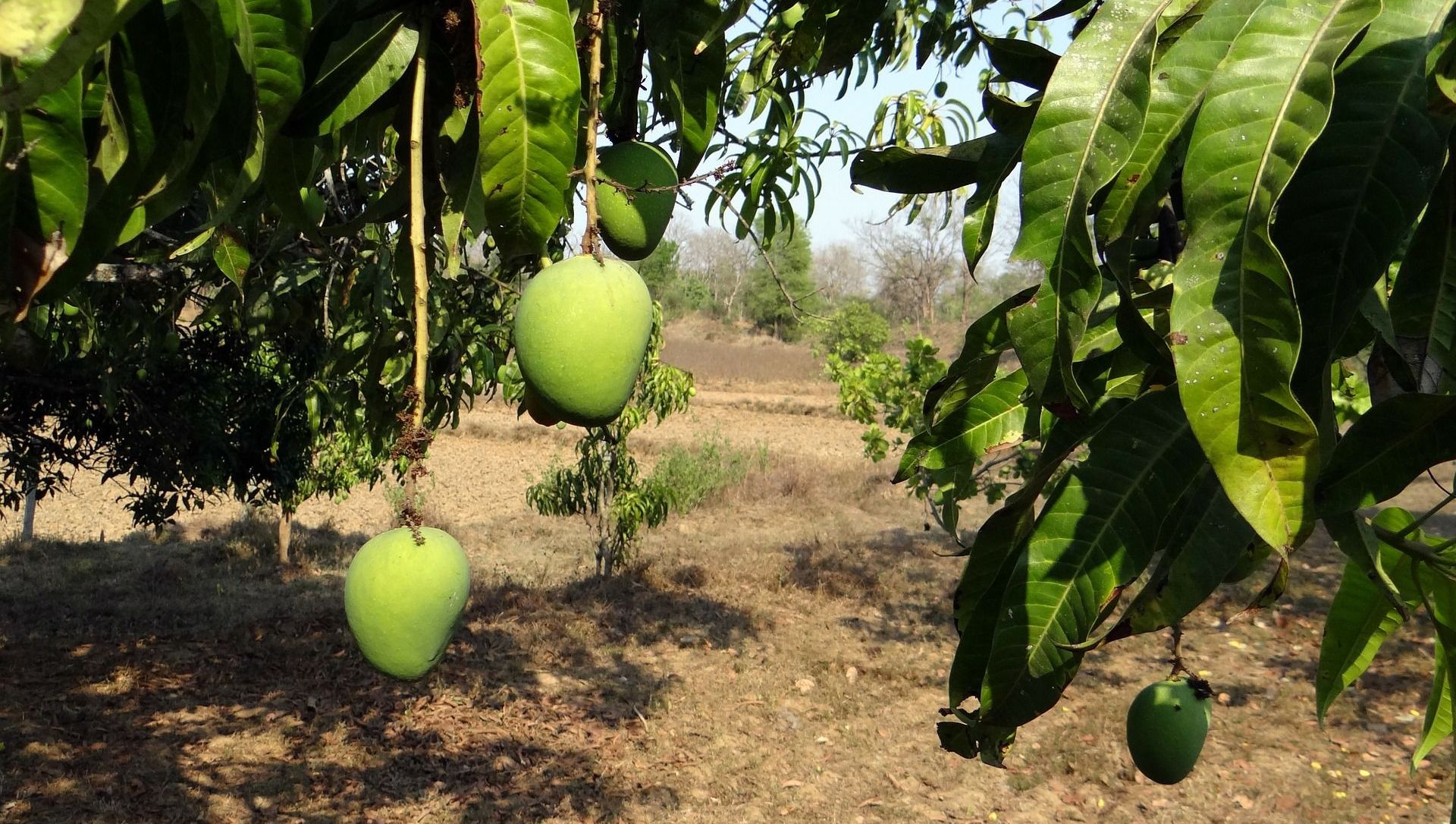 Mango tree Mango tree - Sputnik International, 1920, 19.06.2021