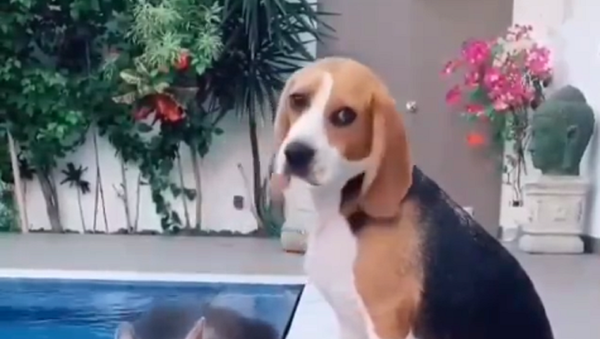 Beagle and hyena - Sputnik International