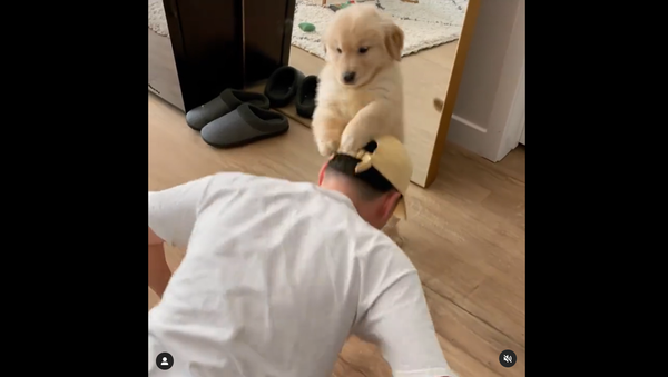 Golden Retriever - Sputnik International