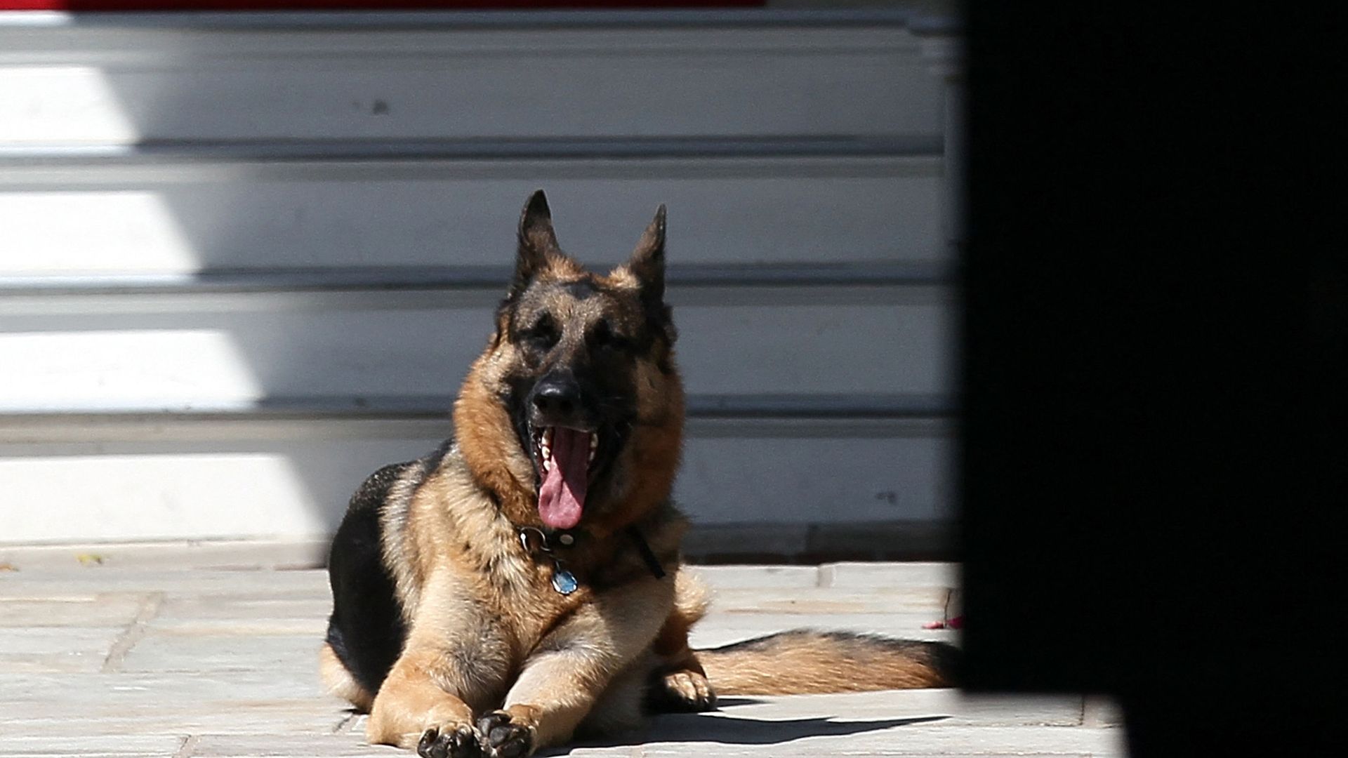 Joe Biden's dog Champ laying down during a Joining Forces service event at the Vice President's residence in the Naval Observatory in Washington, DC in 2012 Joe Biden's dog Champ laying down during a Joining Forces service event at the Vice President's residence in the Naval Observatory in Washington, DC in 2012 - Sputnik International, 1920, 19.06.2021