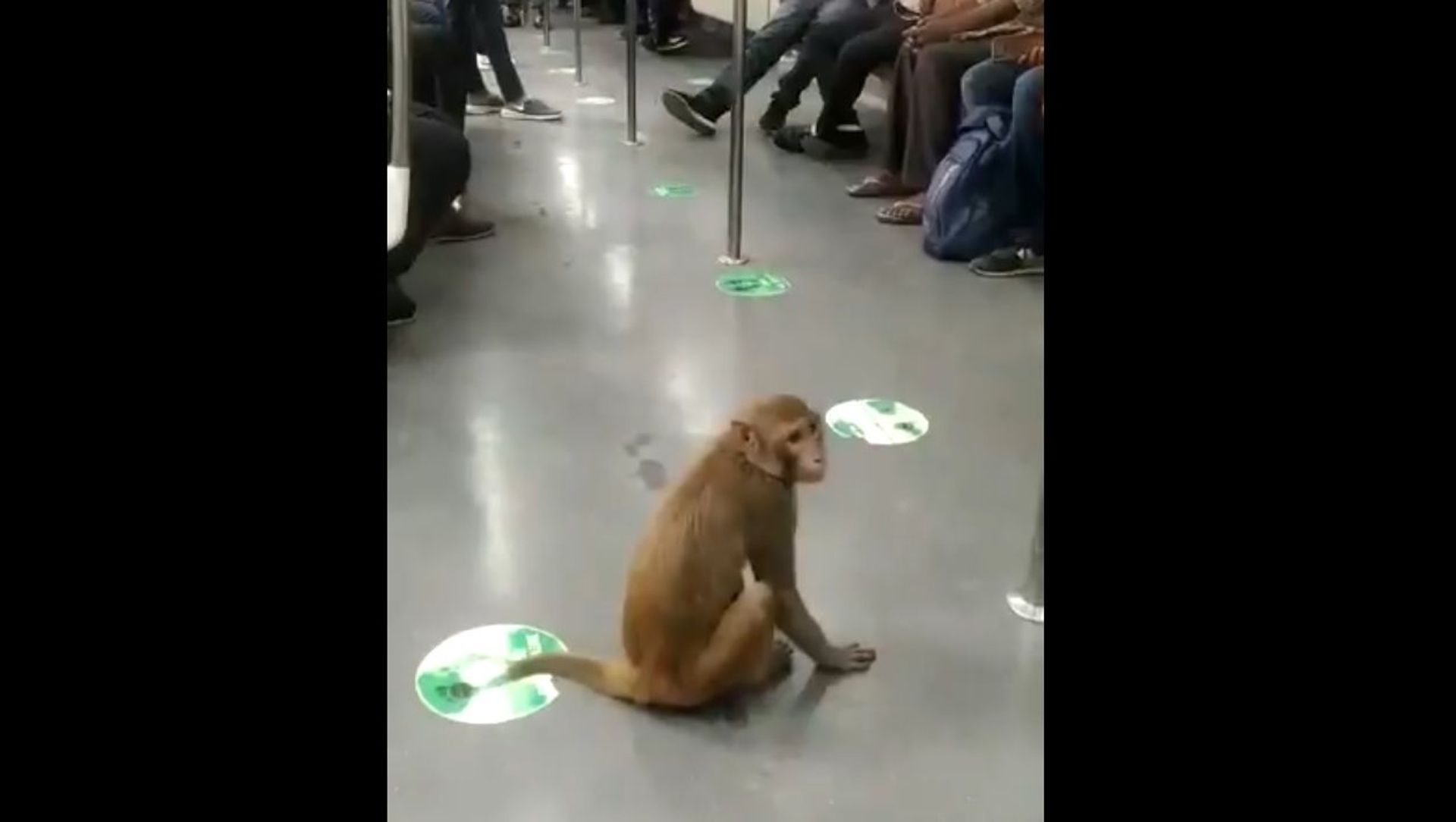 Monkey Takes a Fun Ride in Delhi Metro Monkey Takes a Fun Ride in Delhi Metro - Sputnik International, 1920, 20.06.2021