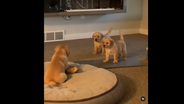 Golden Retriever Puppies - Sputnik International