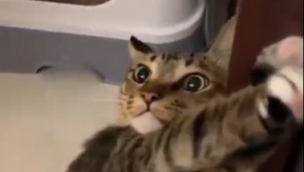 Cat - Sputnik International