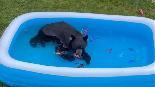 Chilling bear  - Sputnik International