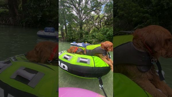 Golden Retrievers Travel Down River in Style || ViralHog. - Sputnik International
