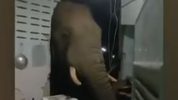 elephant - Sputnik International