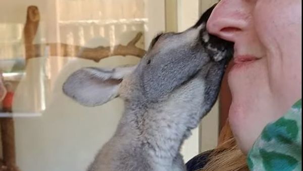 Baby Kangaroo. - Sputnik International