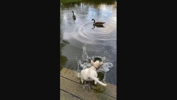 Golden retriever - Sputnik International