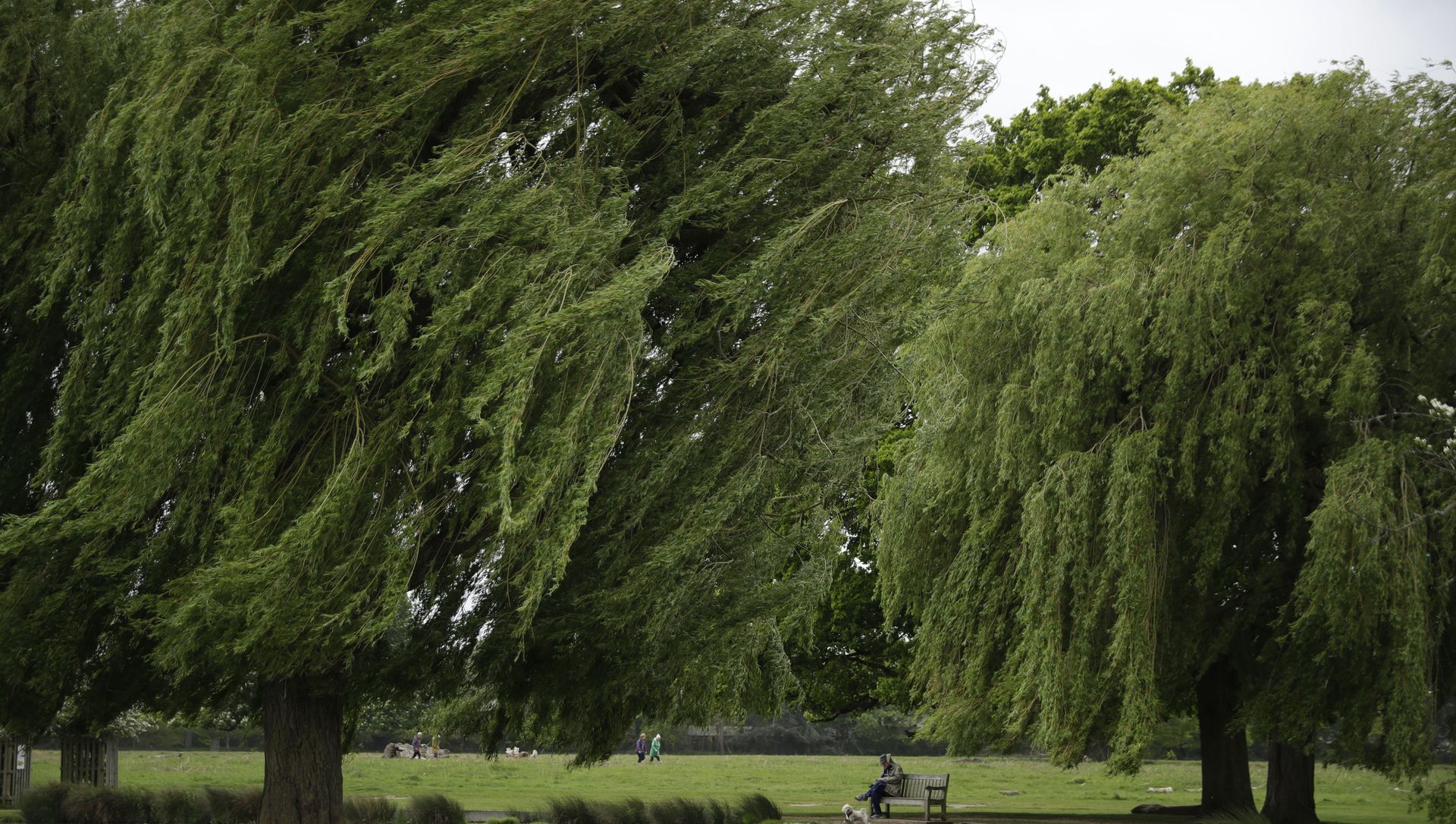 A man sits on a bench with a dog as a gust of wind blows Weeping Willow trees either side of him on a windy day in Bushy Park, south west London, Friday, May 21, 2021 A man sits on a bench with a dog as a gust of wind blows Weeping Willow trees either side of him on a windy day in Bushy Park, south west London, Friday, May 21, 2021 - Sputnik International, 1920, 23.06.2021